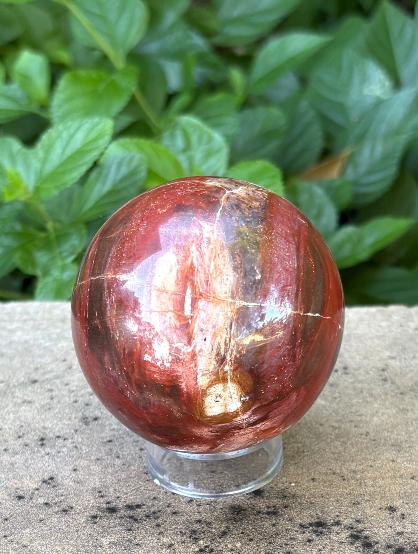 Petrified Wood Sphere • 64mm - Stability • Grounding • Ancient Connection