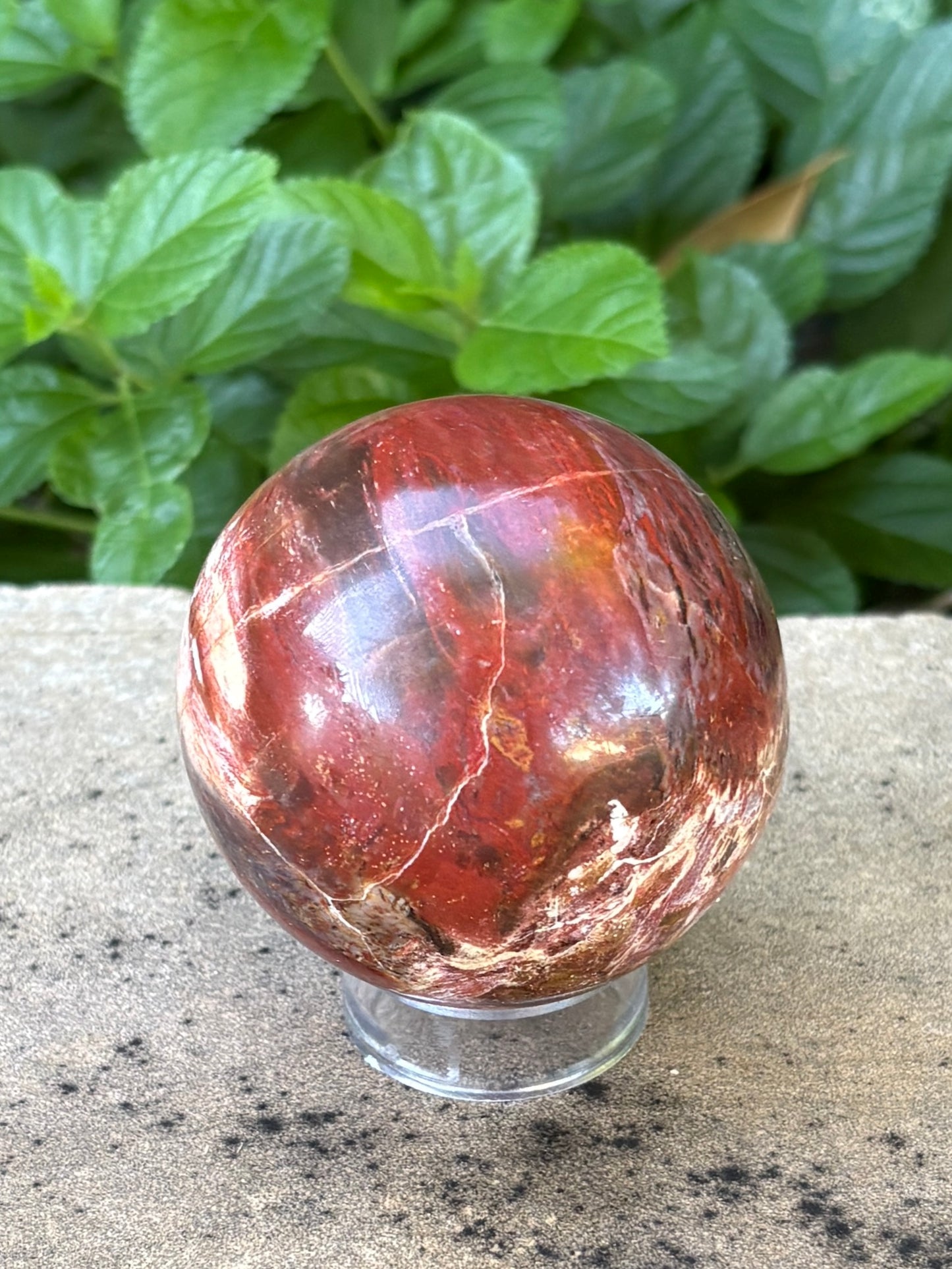 Petrified Wood Sphere • 64mm - Stability • Grounding • Ancient Connection