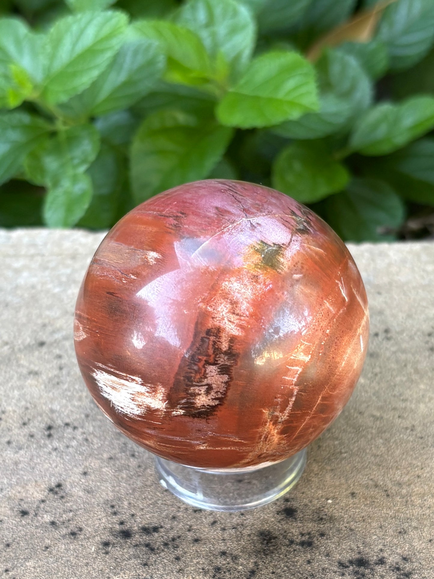 Petrified Wood Sphere • 59mm - Grounding • Ancient Wisdom • Transformation