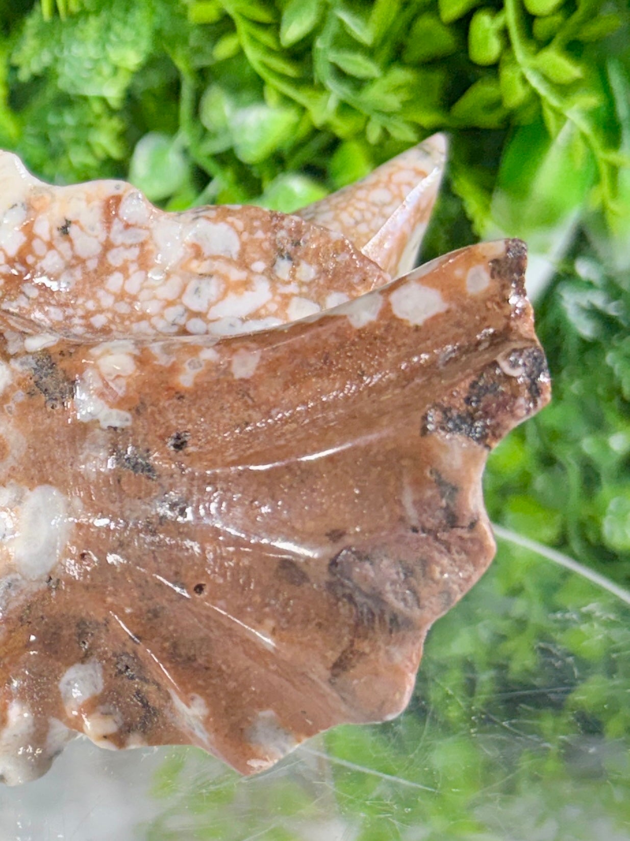 Amber Calcite Dragon Head Carving - Confidence • Joy • Empowered Energy