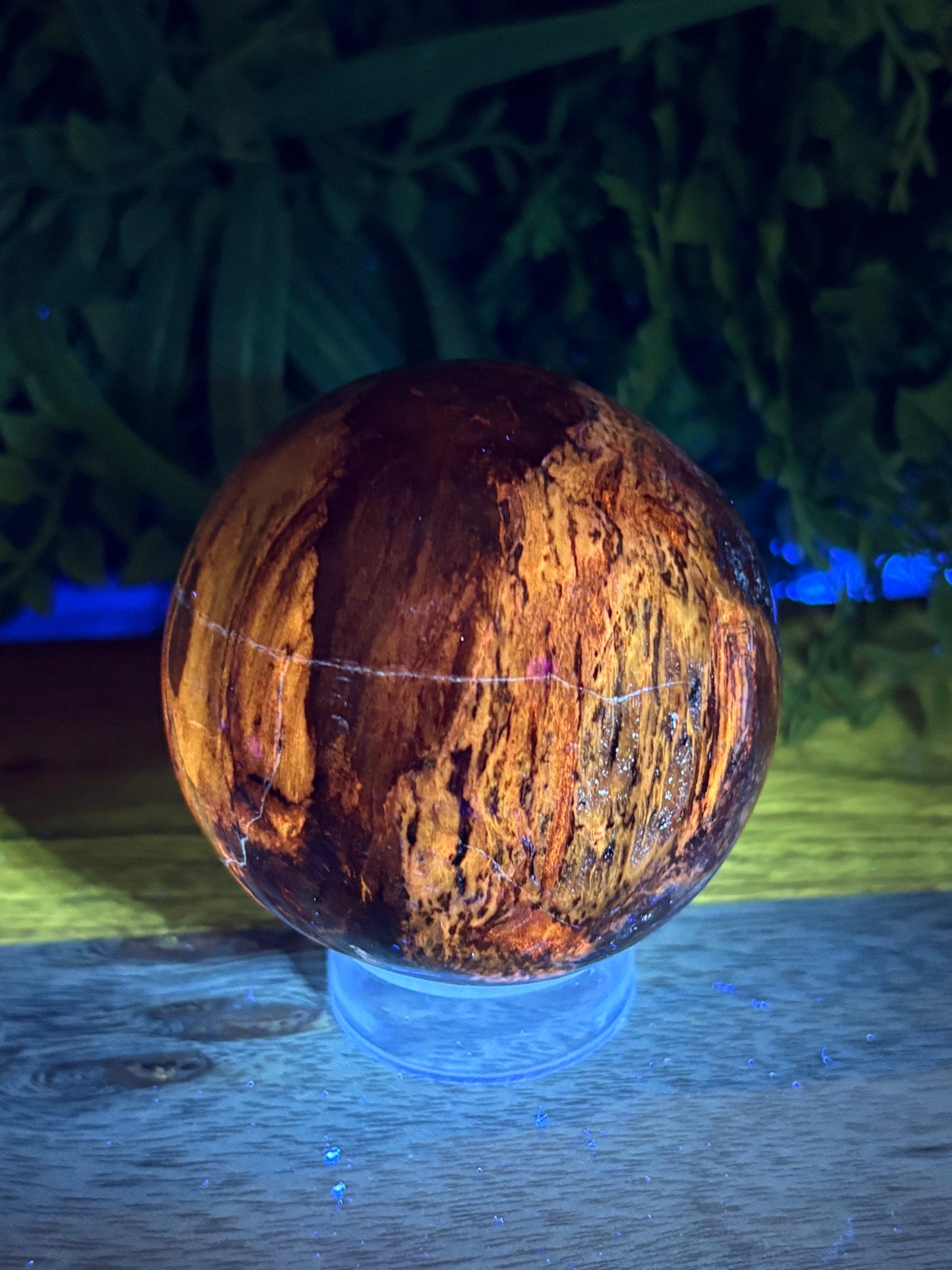 Petrified Wood Sphere • 64mm - Stability • Grounding • Ancient Connection