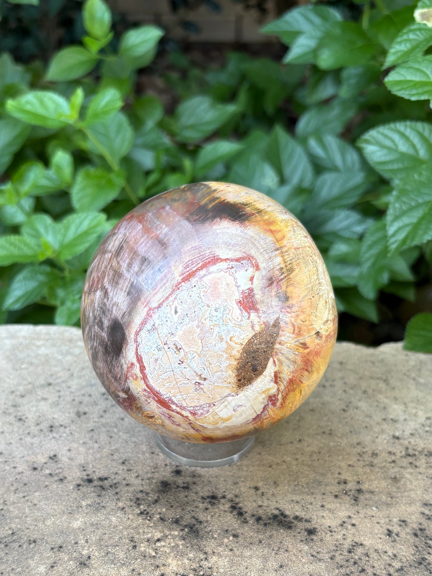Petrified Wood Sphere with Open Cavern - Grounding • Ancient Wisdom • Transformation