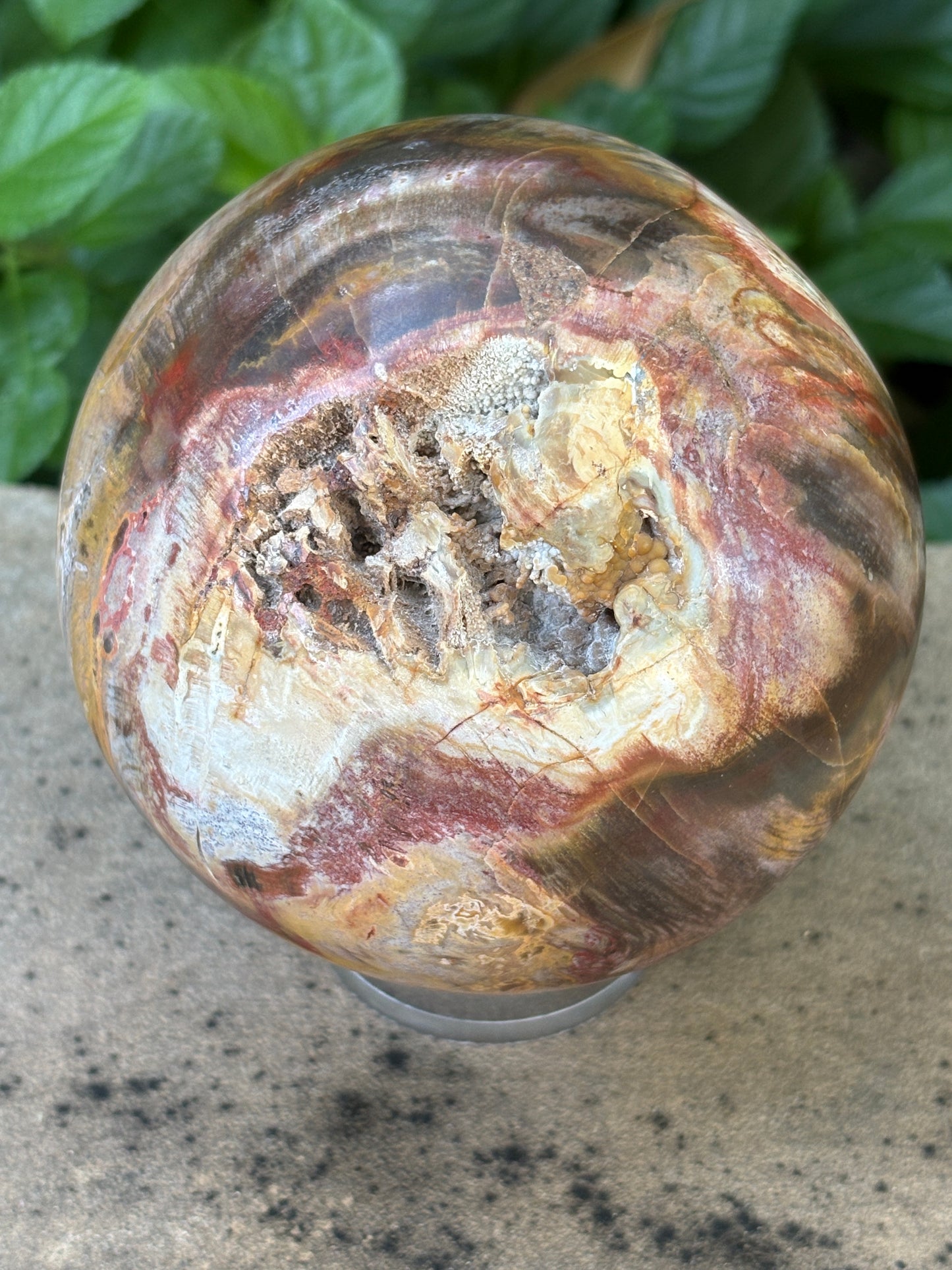 Petrified Wood Sphere with Open Cavern - Grounding • Ancient Wisdom • Transformation