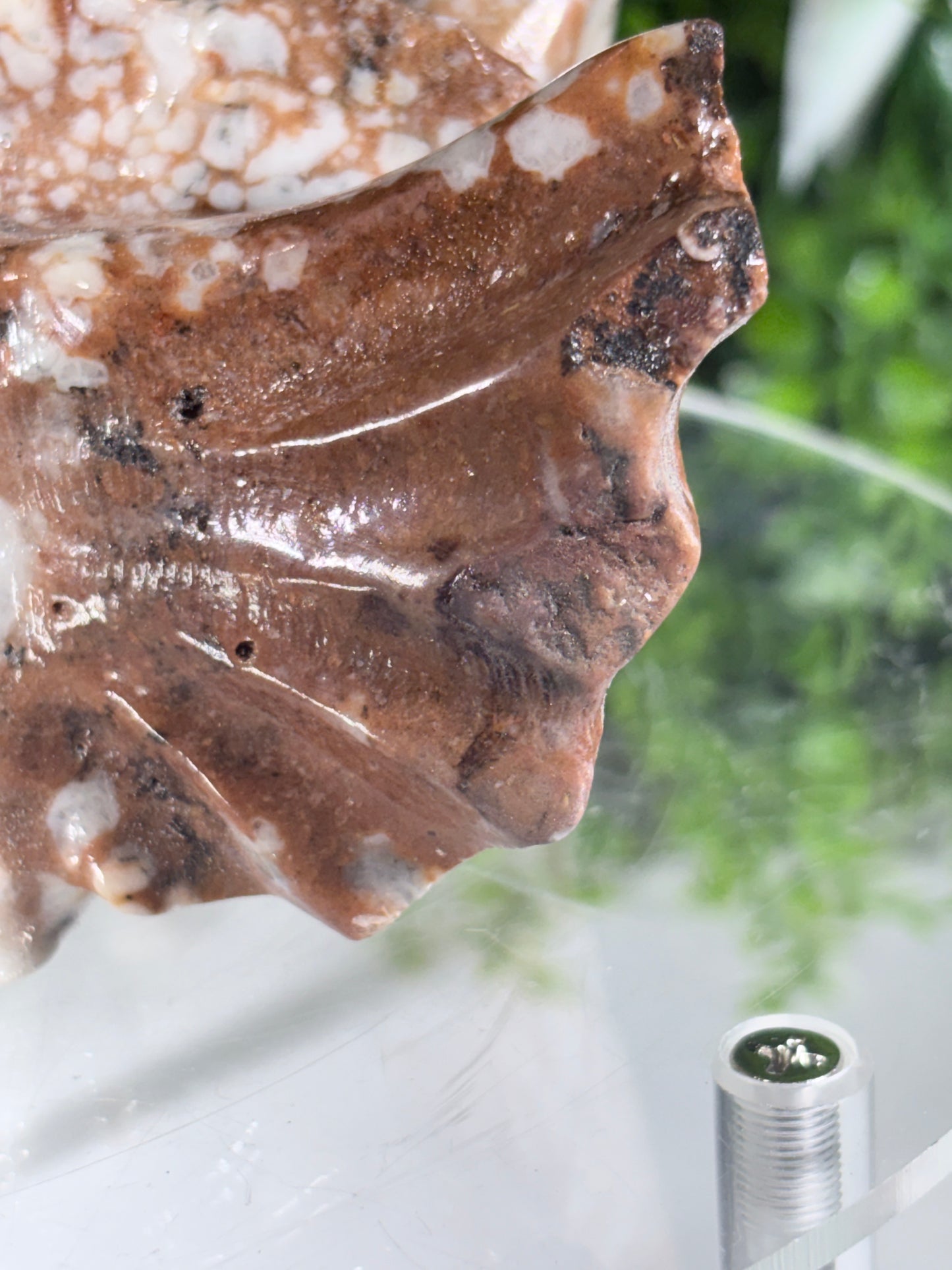 Amber Calcite Dragon Head Carving - Confidence • Joy • Empowered Energy