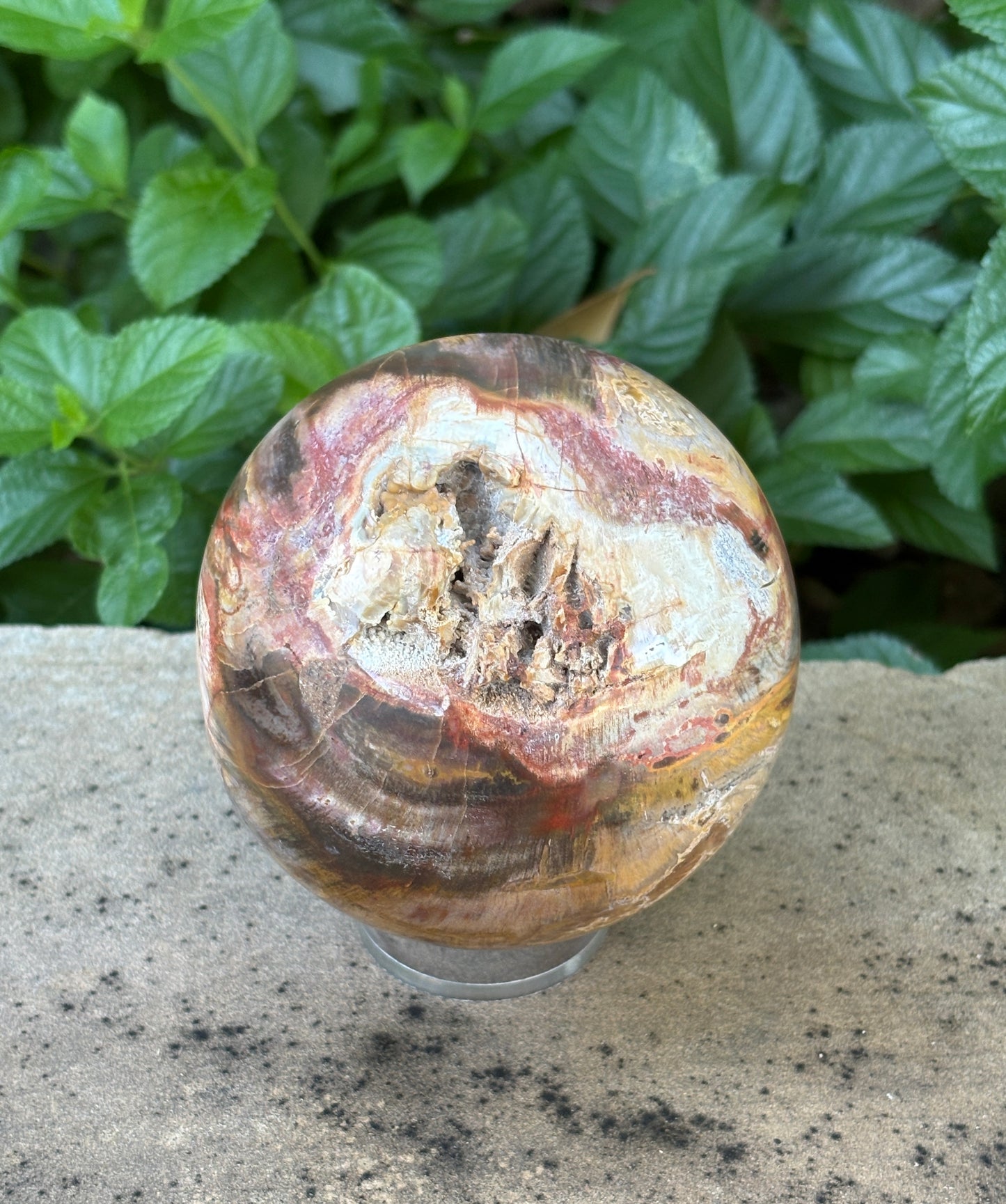 Petrified Wood Sphere with Open Cavern - Grounding • Ancient Wisdom • Transformation