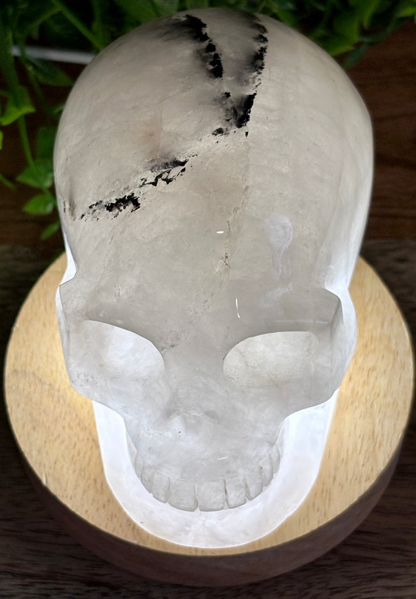4.5" Tourmalinated Quartz Skull Protection • Clarity • Grounding - 2.20 lbs.