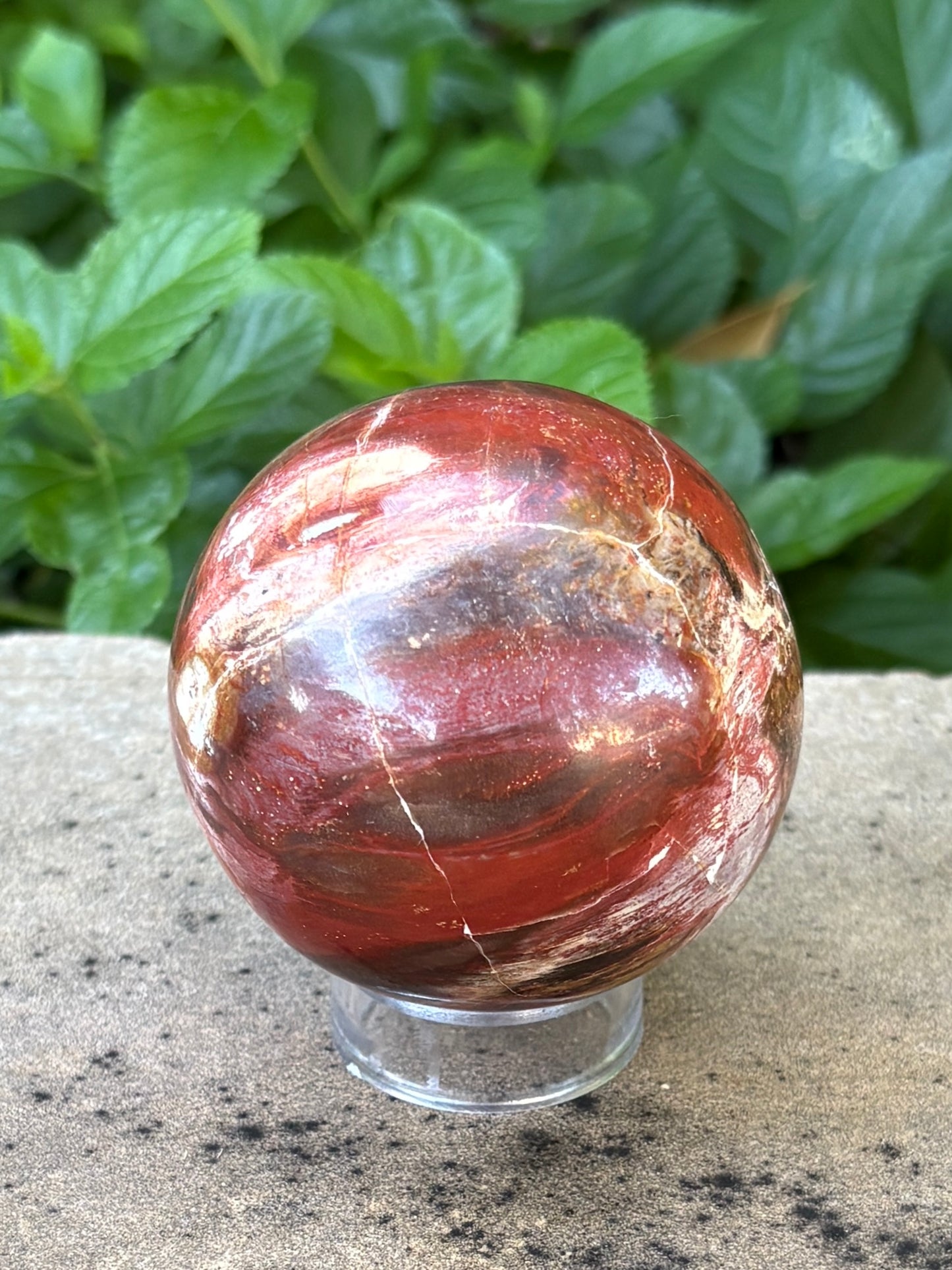 Petrified Wood Sphere • 64mm - Stability • Grounding • Ancient Connection