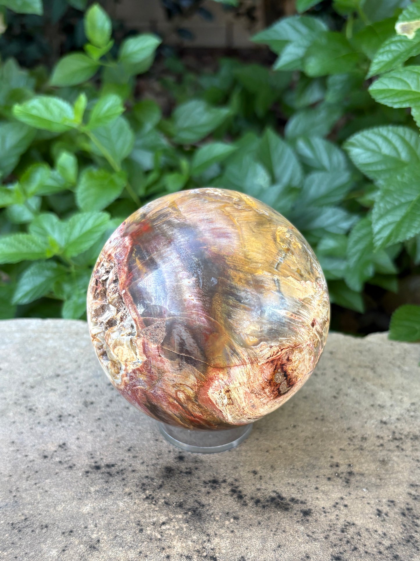 Petrified Wood Sphere with Open Cavern - Grounding • Ancient Wisdom • Transformation