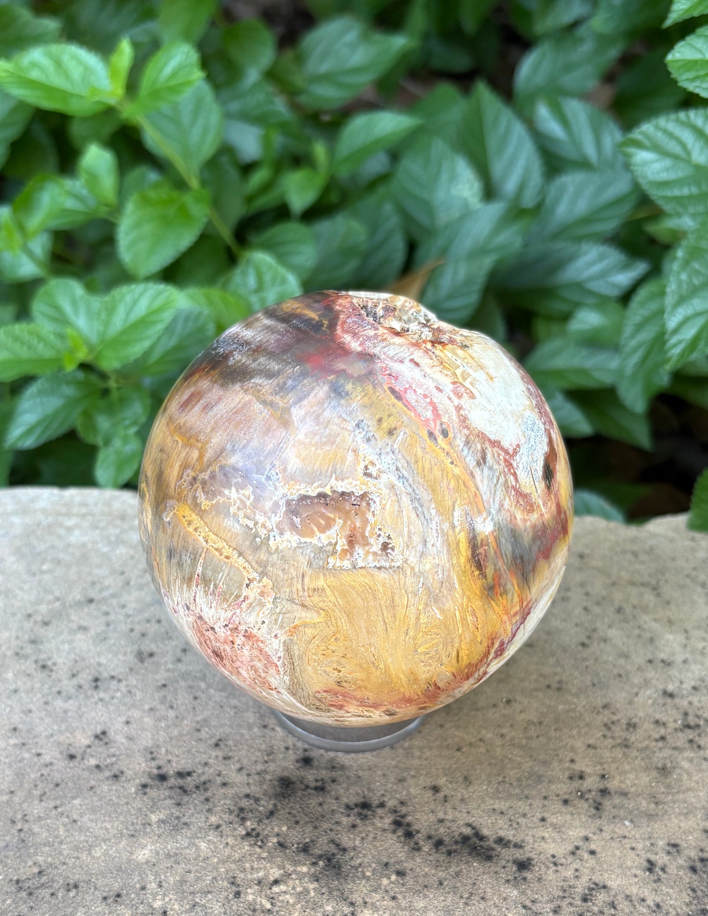 Petrified Wood Sphere with Open Cavern - Grounding • Ancient Wisdom • Transformation