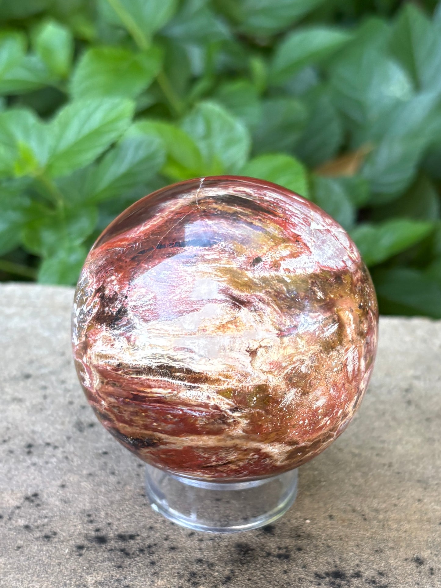 Petrified Wood Sphere • 64mm - Stability • Grounding • Ancient Connection