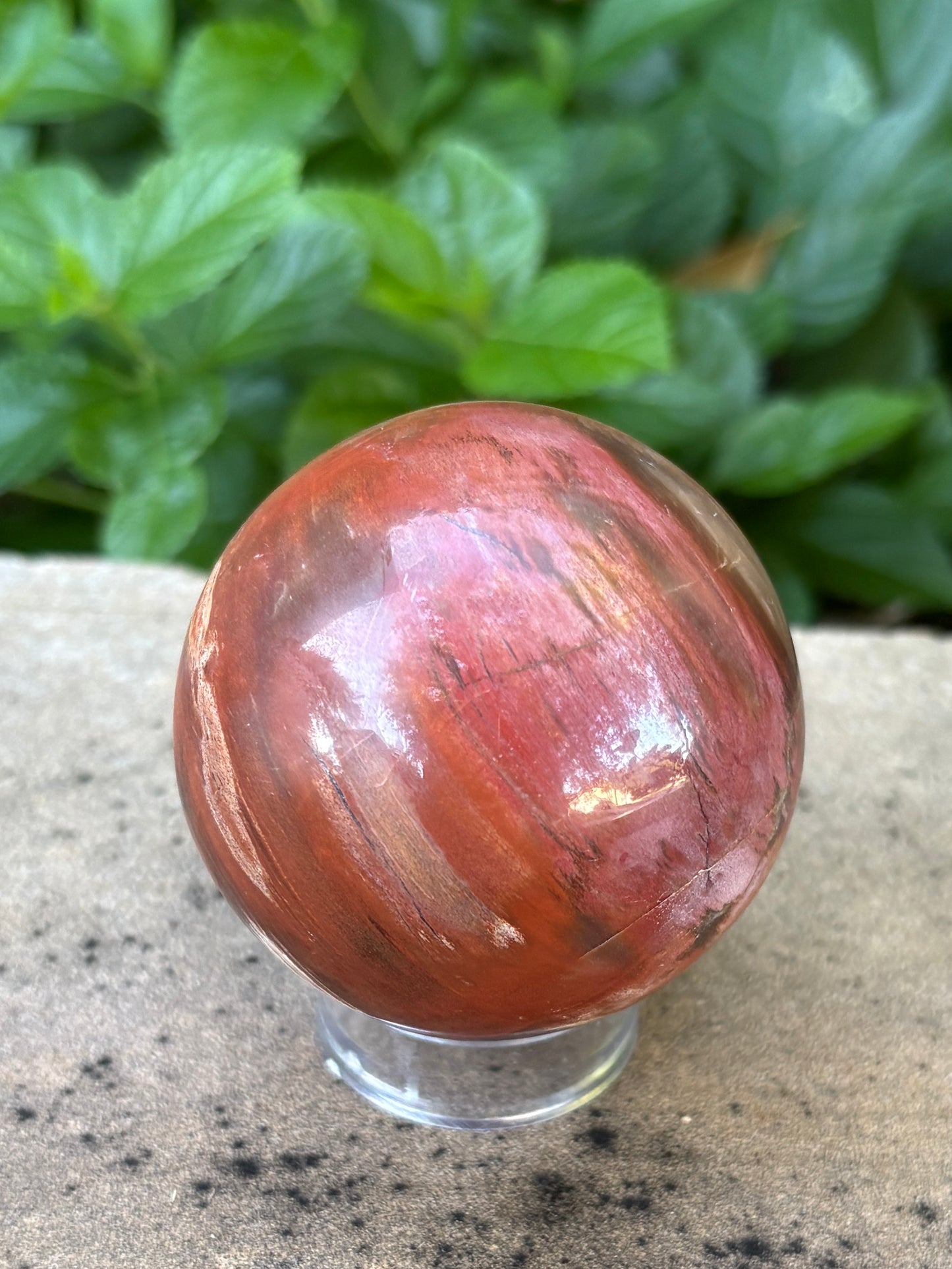 Petrified Wood Sphere • 59mm - Grounding • Ancient Wisdom • Transformation
