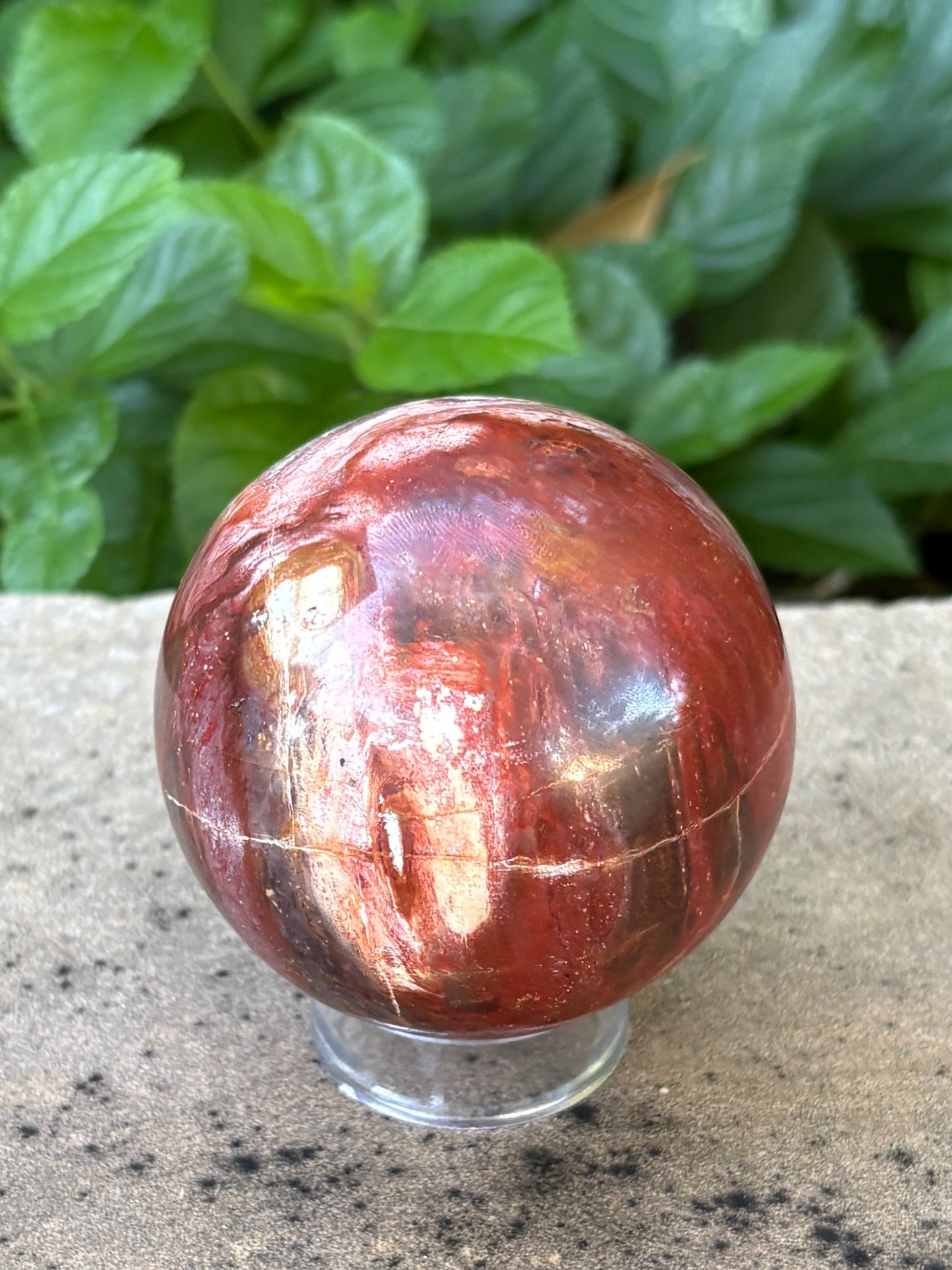 Petrified Wood Sphere • 64mm - Stability • Grounding • Ancient Connection