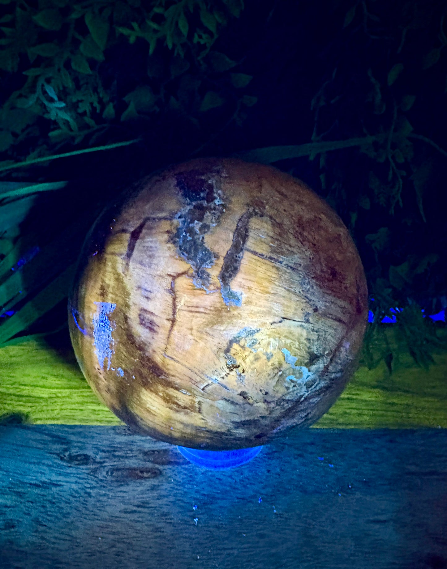 Petrified Wood Sphere with Open Cavern - Grounding • Ancient Wisdom • Transformation