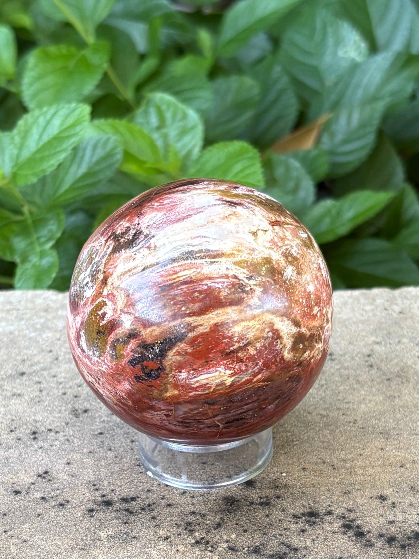 Petrified Wood Sphere • 64mm - Stability • Grounding • Ancient Connection