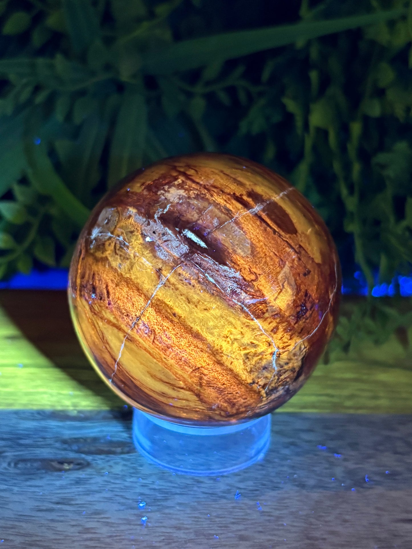 Petrified Wood Sphere • 64mm - Stability • Grounding • Ancient Connection