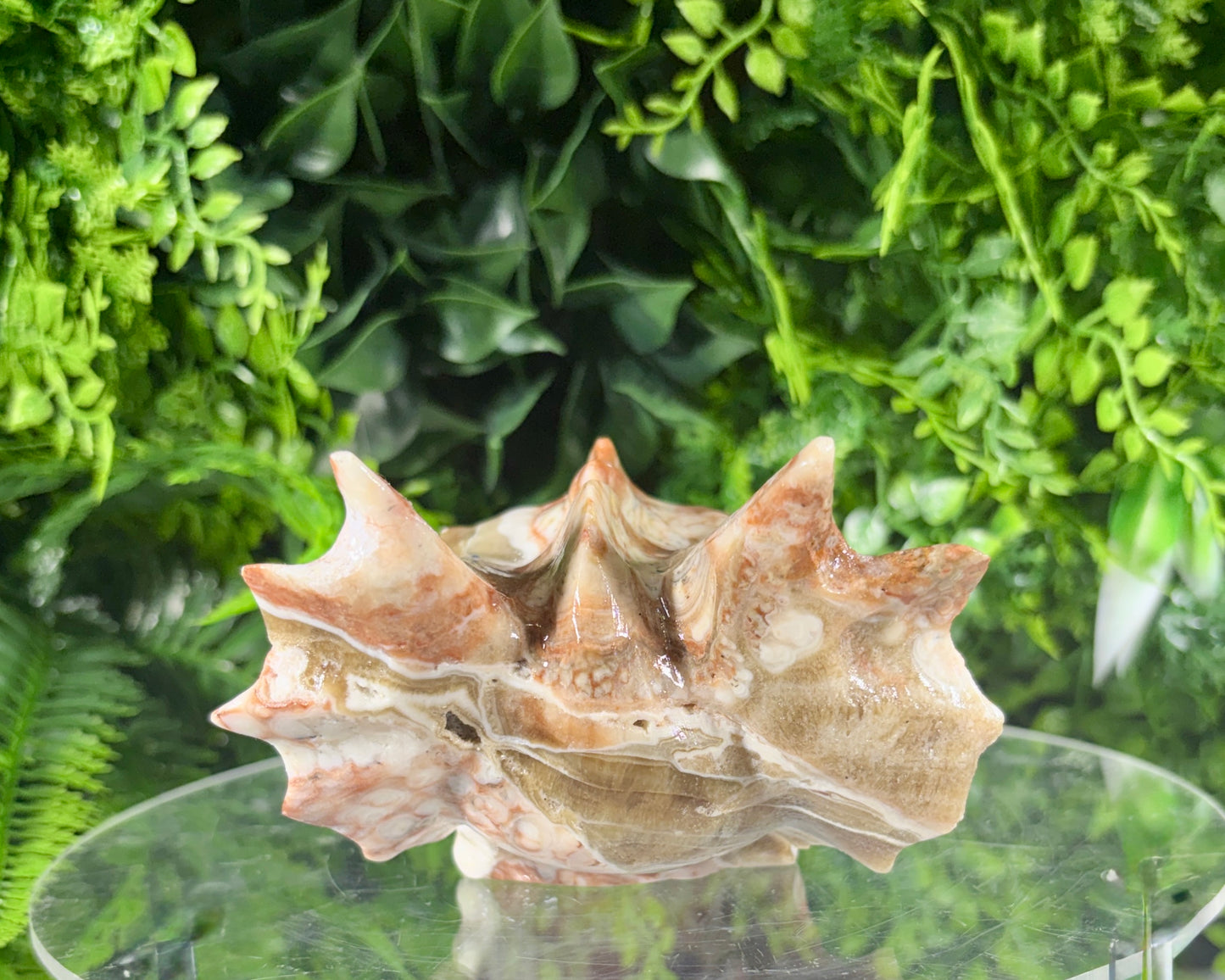 Amber Calcite Banded Dragon Head Carving - Confidence • Clarity • Joyful Energy