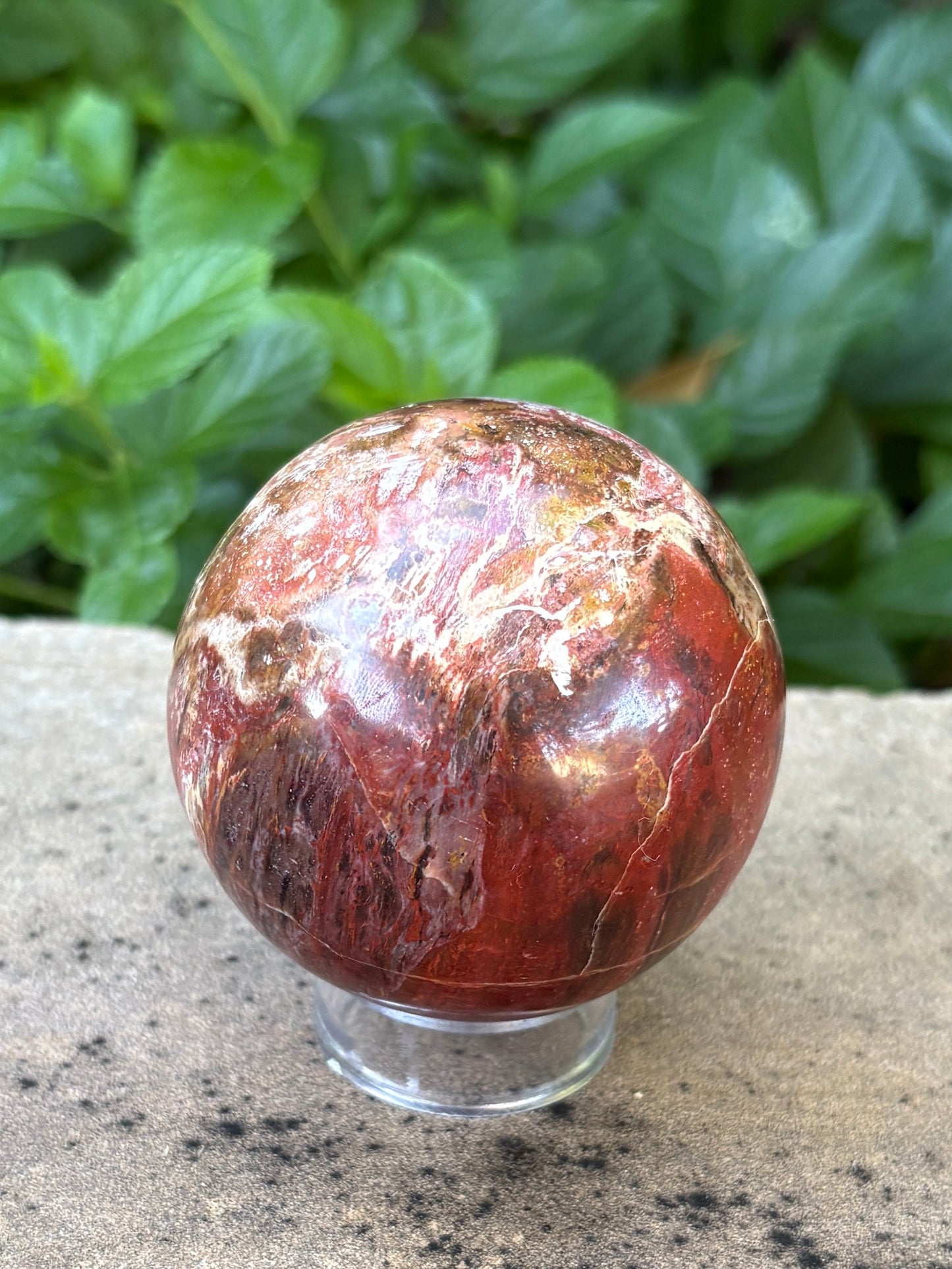 Petrified Wood Sphere • 64mm - Stability • Grounding • Ancient Connection
