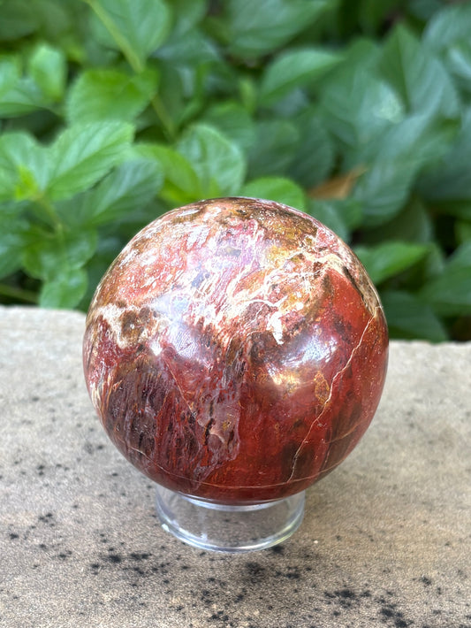 Petrified Wood Sphere • 64mm - Stability • Grounding • Ancient Connection