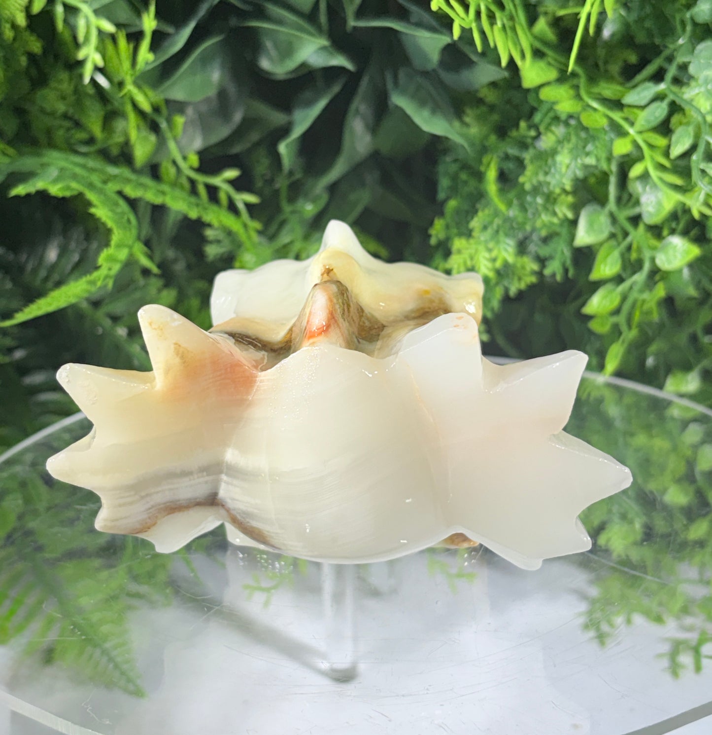 Ivory Onyx Dragon Head - Natural Banded Calcite - Calm • Grounding • Inner Wisdom