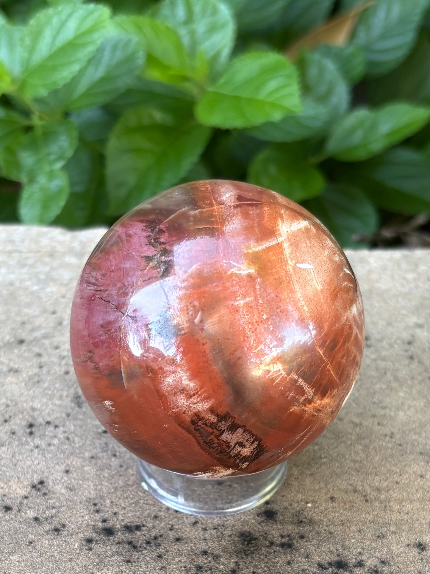Petrified Wood Sphere • 59mm - Grounding • Ancient Wisdom • Transformation