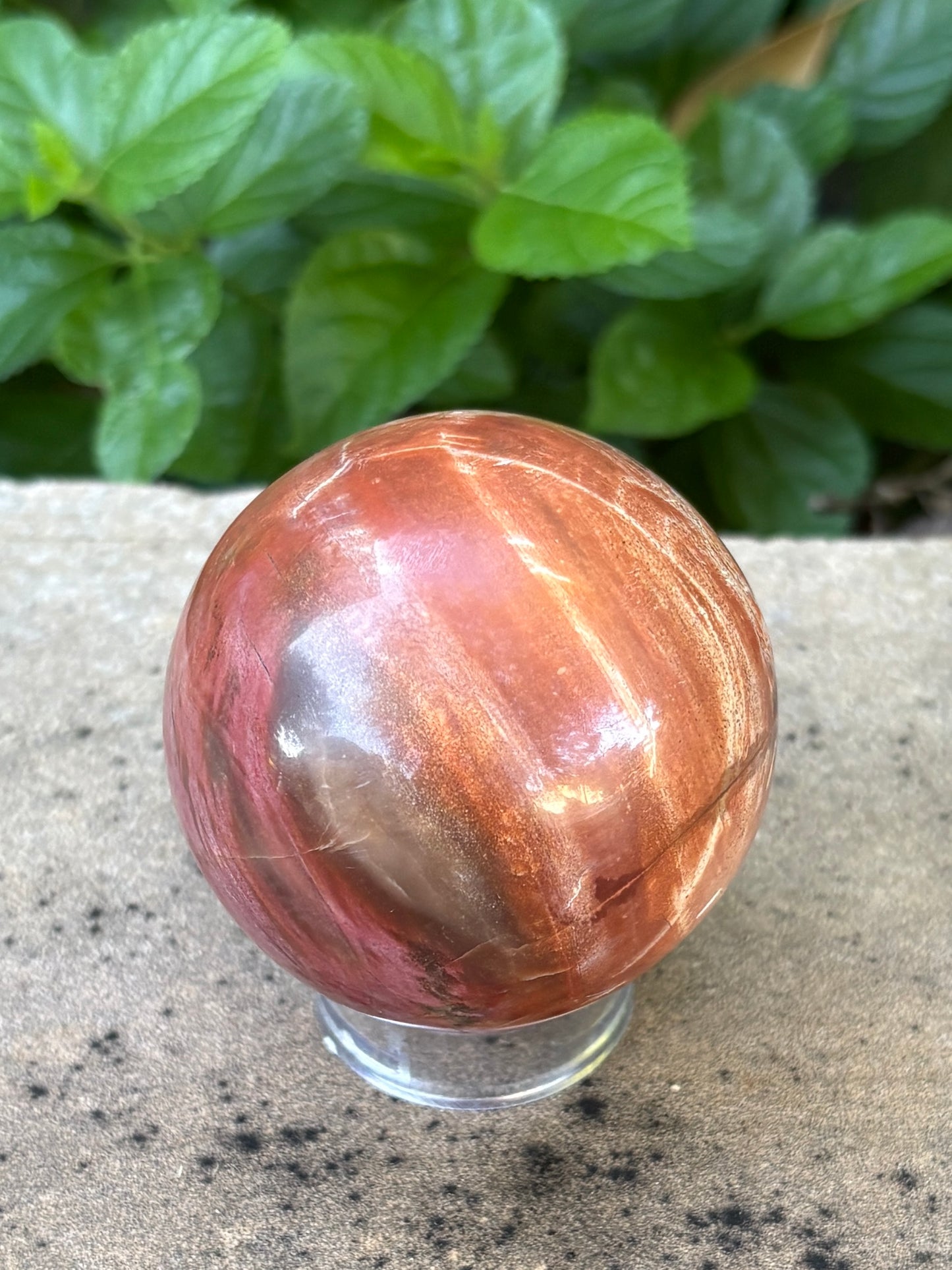 Petrified Wood Sphere • 59mm - Grounding • Ancient Wisdom • Transformation