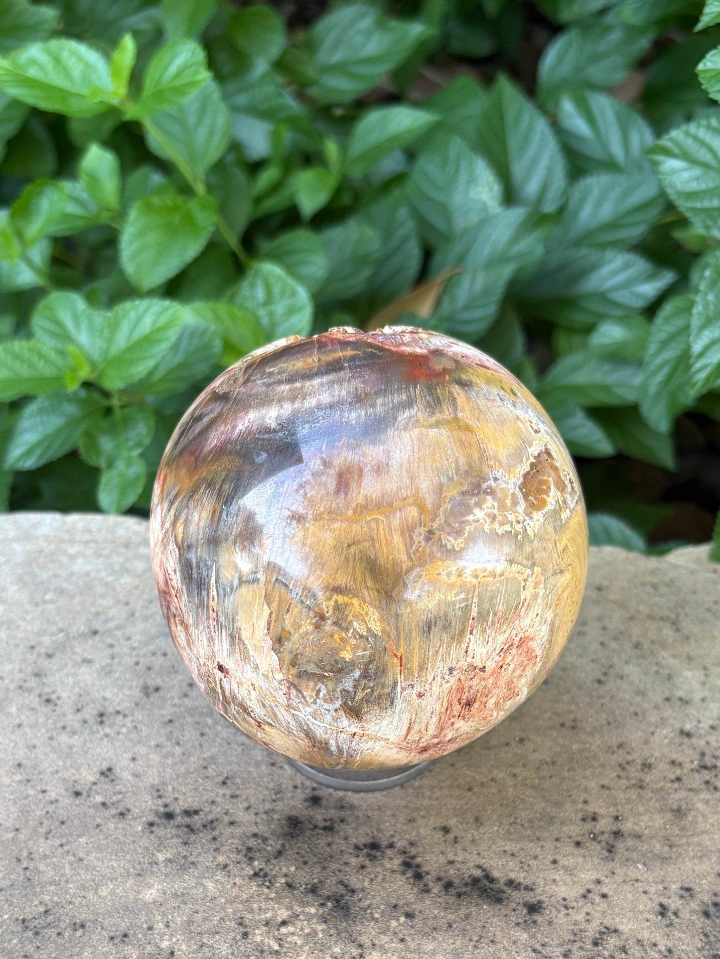Petrified Wood Sphere with Open Cavern - Grounding • Ancient Wisdom • Transformation