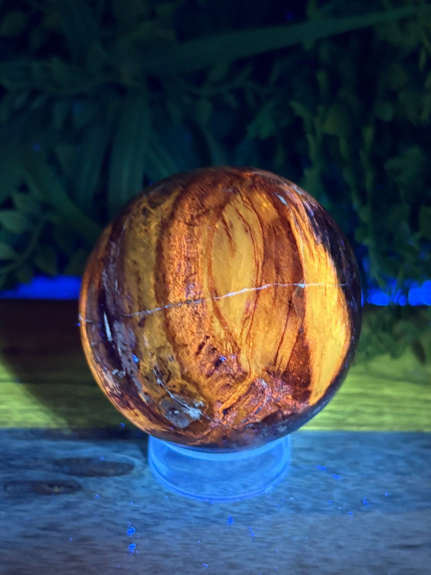 Petrified Wood Sphere • 64mm - Stability • Grounding • Ancient Connection