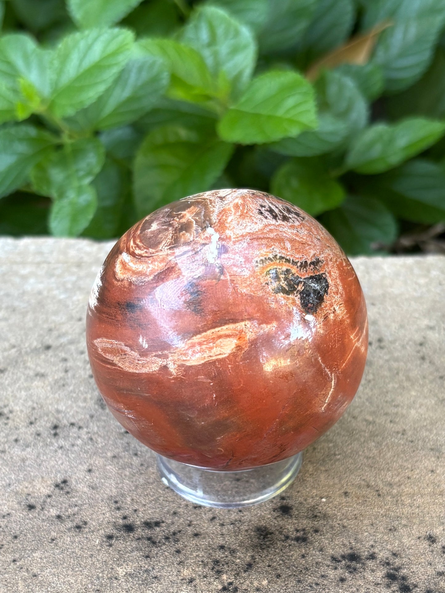 Petrified Wood Sphere • 59mm - Grounding • Ancient Wisdom • Transformation