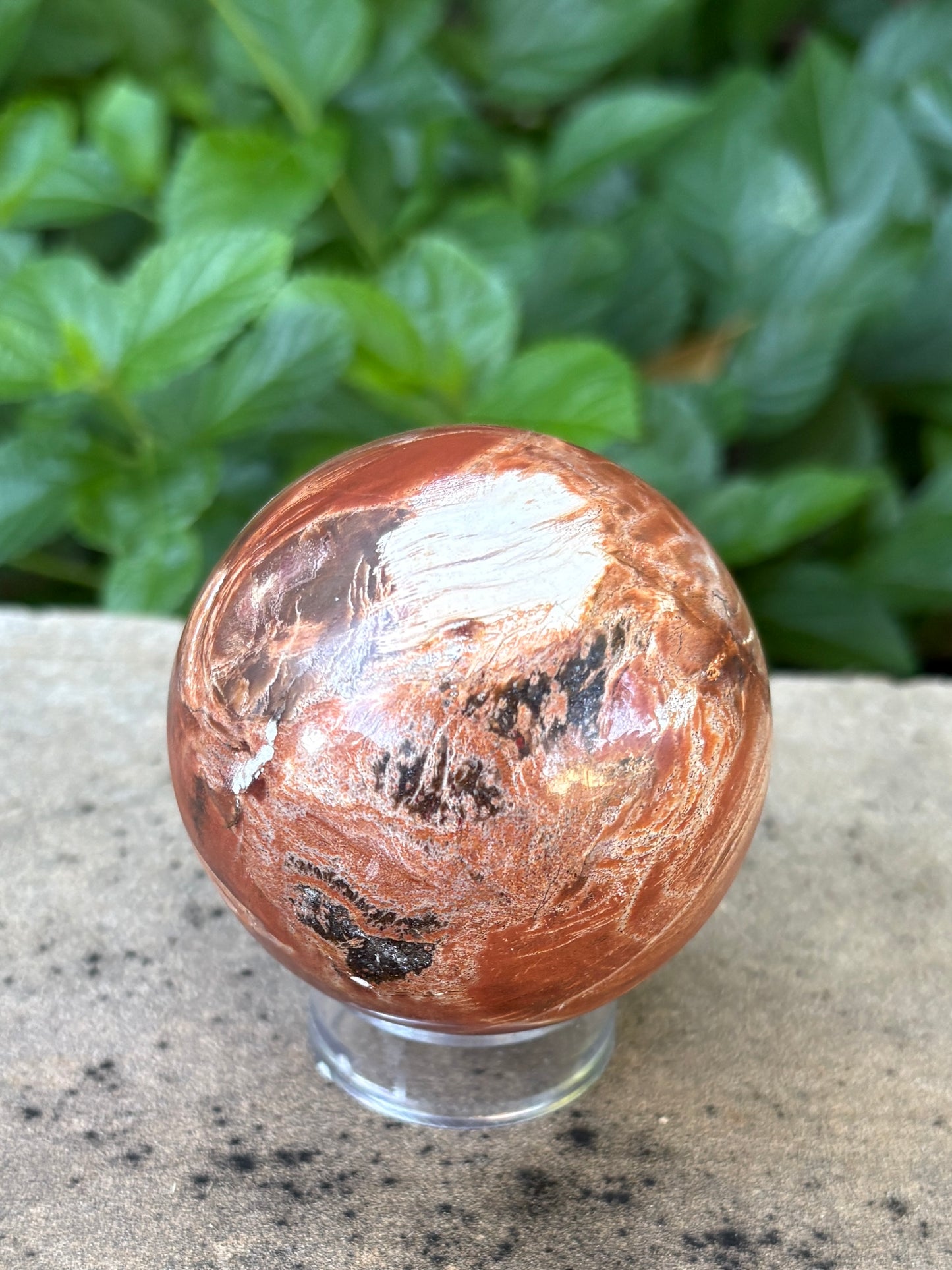 Petrified Wood Sphere • 59mm - Grounding • Ancient Wisdom • Transformation