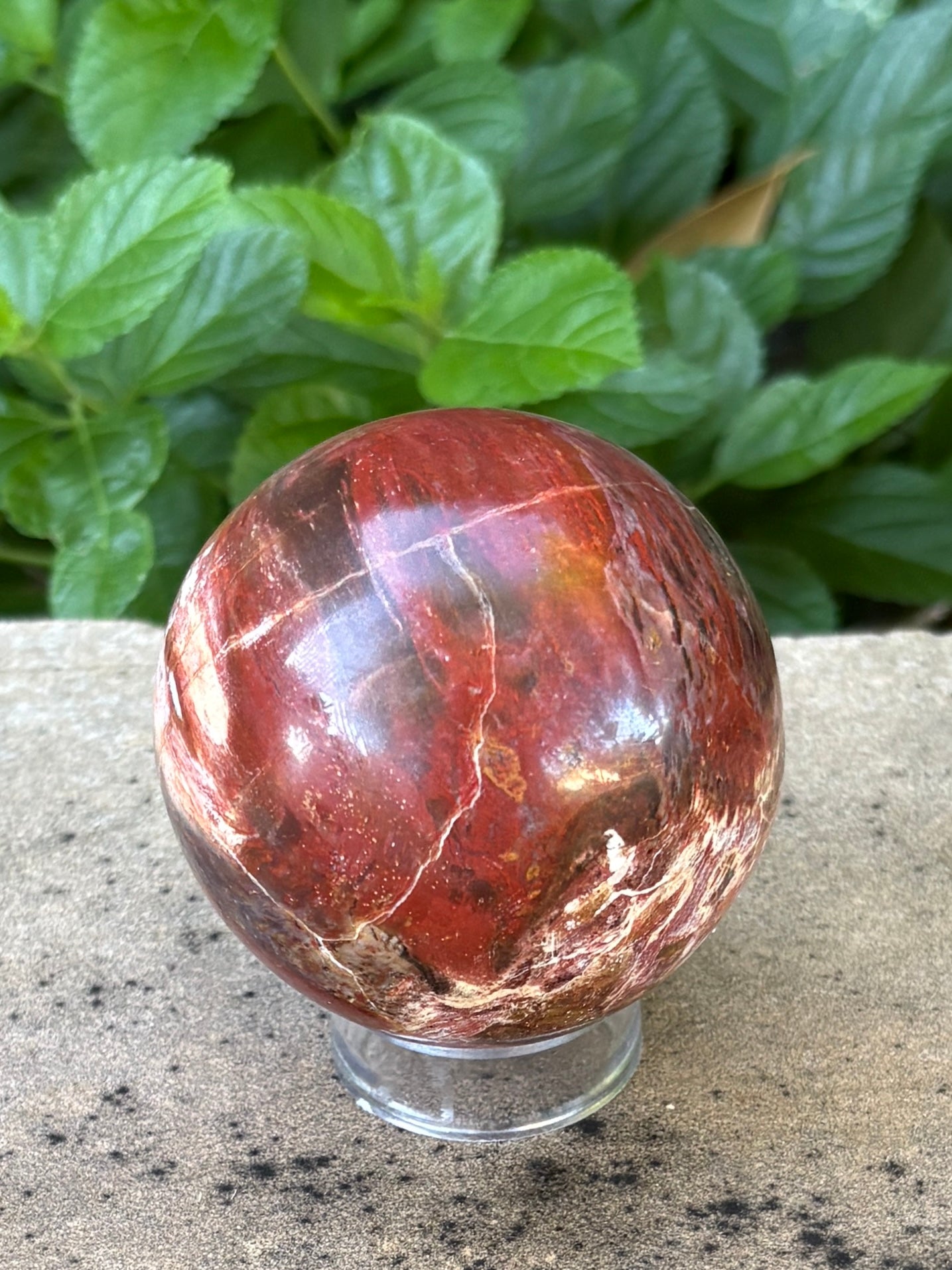 Petrified Wood Sphere • 64mm - Stability • Grounding • Ancient Connection