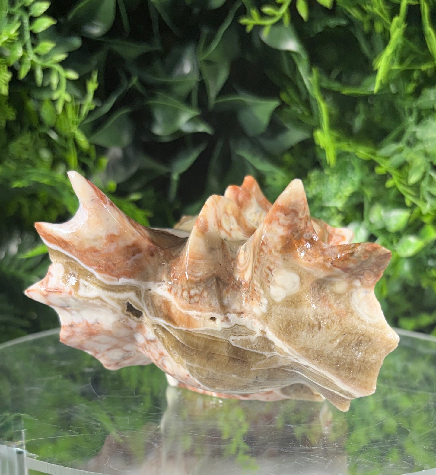 Amber Calcite Banded Dragon Head Carving - Confidence • Clarity • Joyful Energy