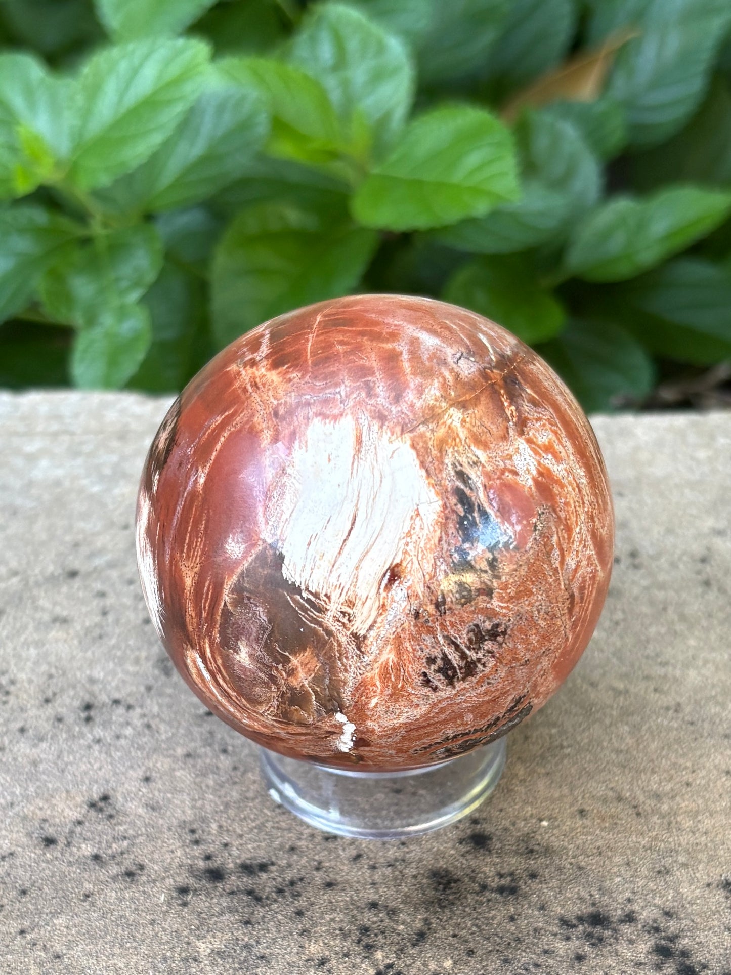 Petrified Wood Sphere • 59mm - Grounding • Ancient Wisdom • Transformation