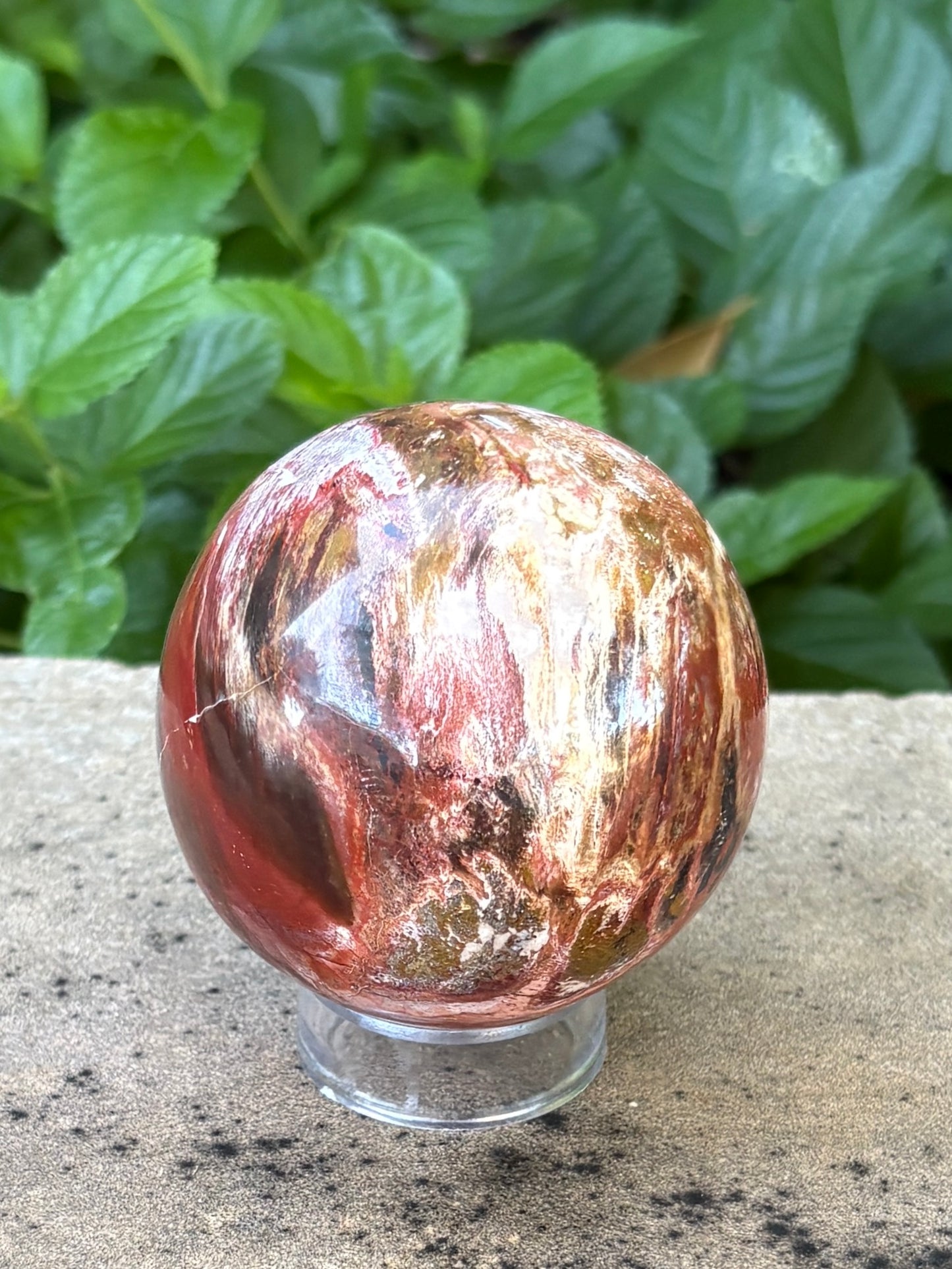 Petrified Wood Sphere • 64mm - Stability • Grounding • Ancient Connection