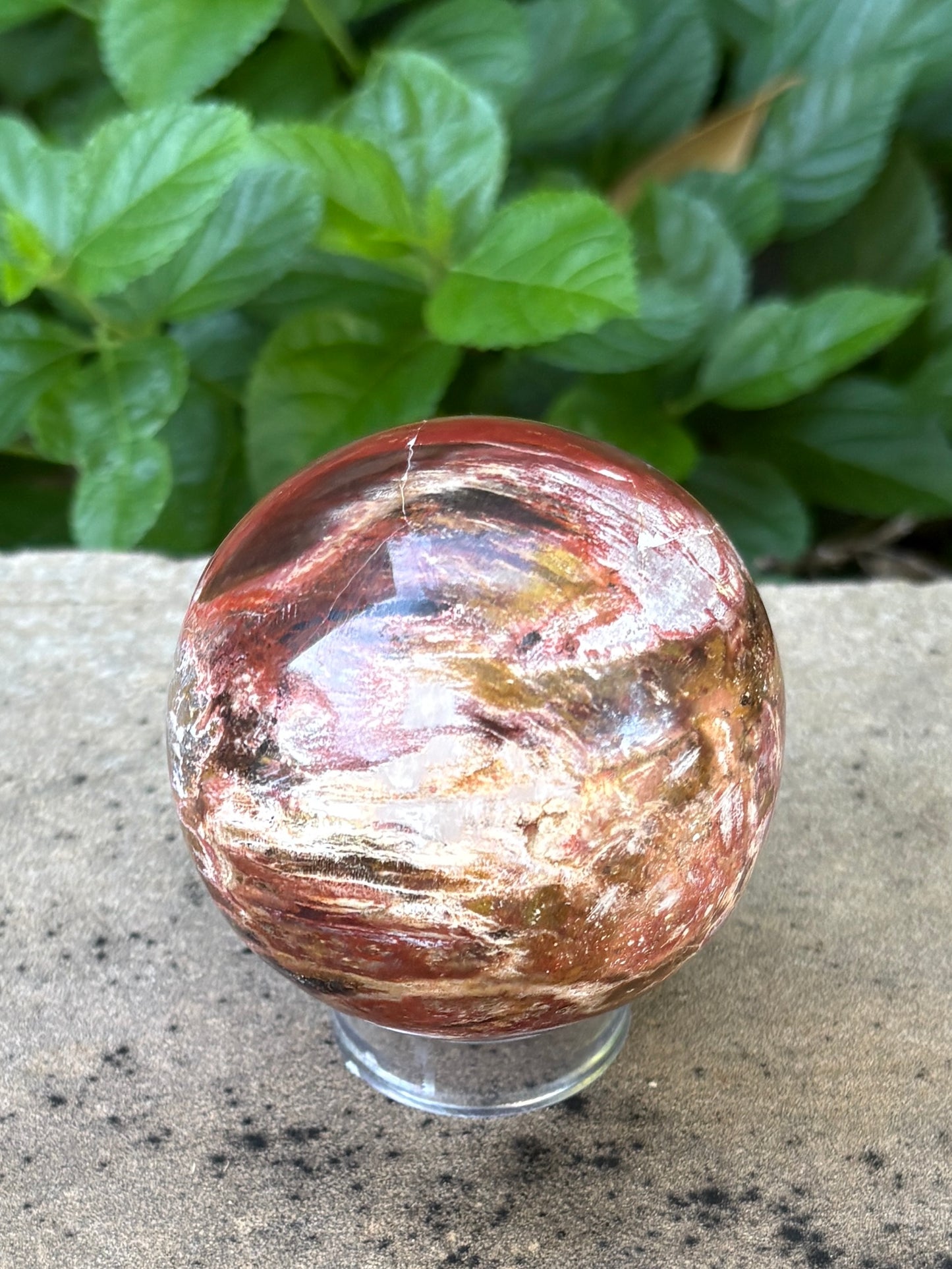 Petrified Wood Sphere • 64mm - Stability • Grounding • Ancient Connection