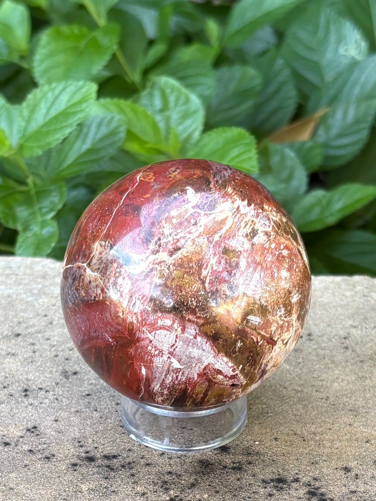 Petrified Wood Sphere • 64mm - Stability • Grounding • Ancient Connection