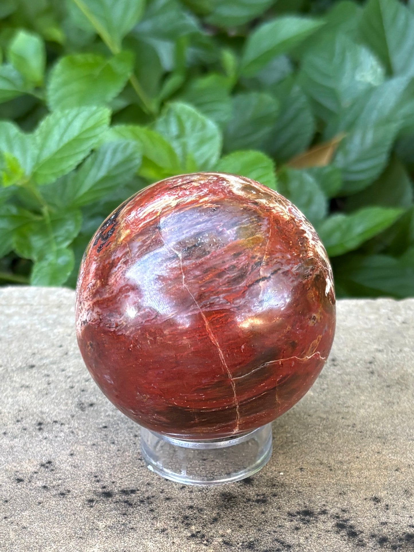 Petrified Wood Sphere • 64mm - Stability • Grounding • Ancient Connection