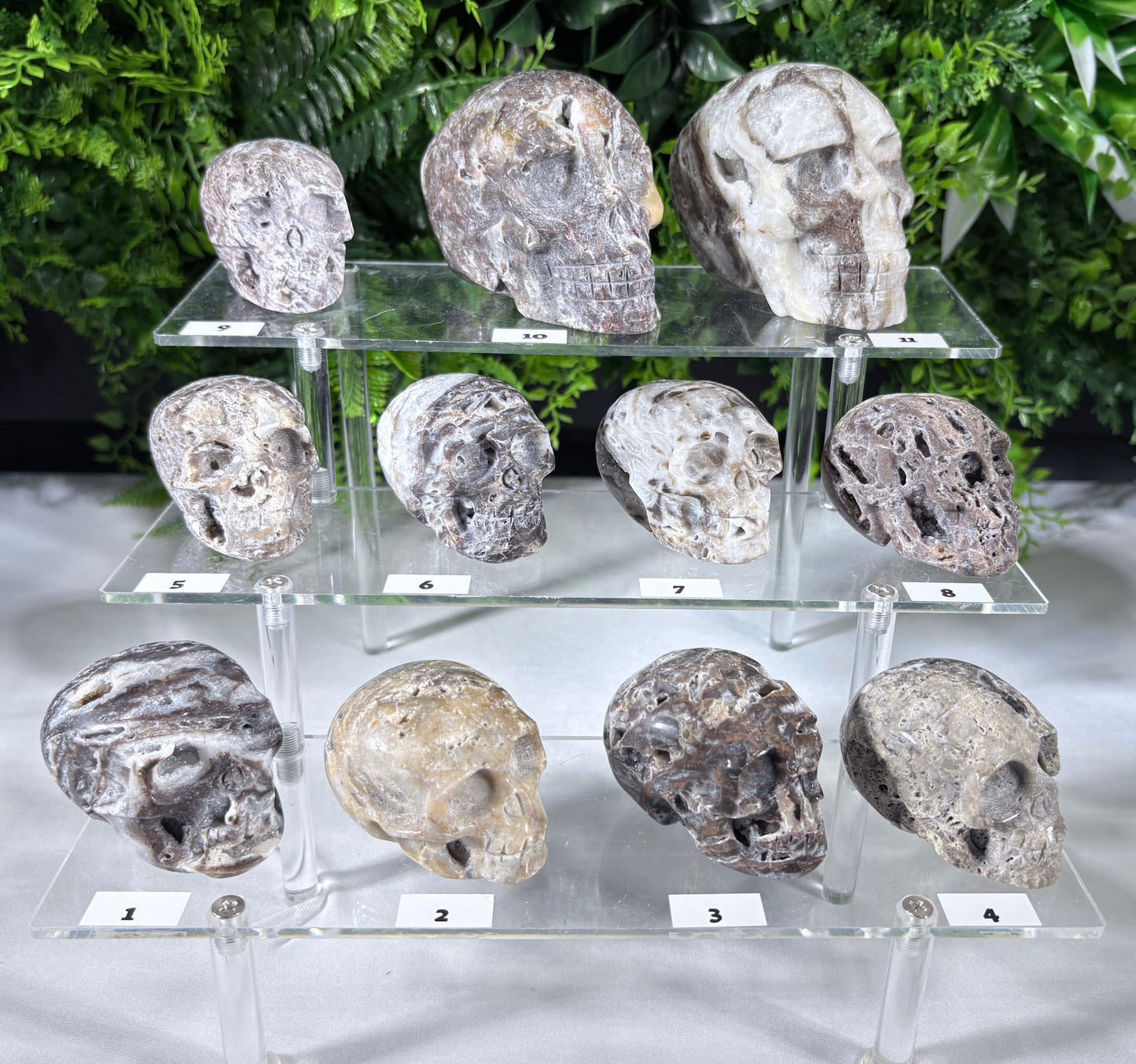 A set of 12 fossil skulls of various species and sizes, displayed on a three-tier clear acrylic stand with individual numbered labels. The skulls display natural gray, beige, and brown stone textures, set against a background of artificial green foliage.