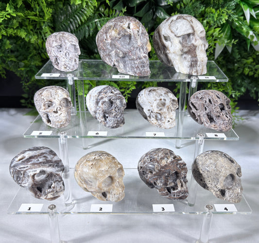 A set of 12 fossil skulls of various species and sizes, displayed on a three-tier clear acrylic stand with individual numbered labels. The skulls display natural gray, beige, and brown stone textures, set against a background of artificial green foliage.