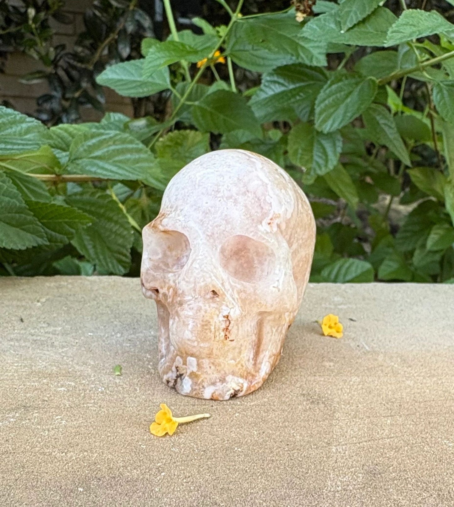 🌸 Translucent Agate Skull with Flower Agate Markings – Growth, Balance & Crystal Sparkle | 11.84 oz
