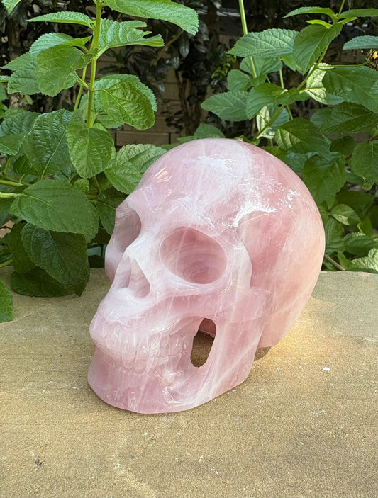 💗 Madagascar Rose Quartz Hollowed  Skull – Smooth Glow, Heart Power & Love | 2.10 lbs.