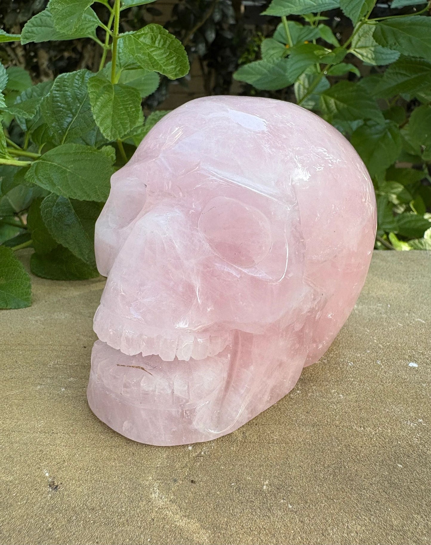 💗 Rose Quartz Skull with Open Mouth – Love, Compassion & Heart Glow | 2.09 lbs.