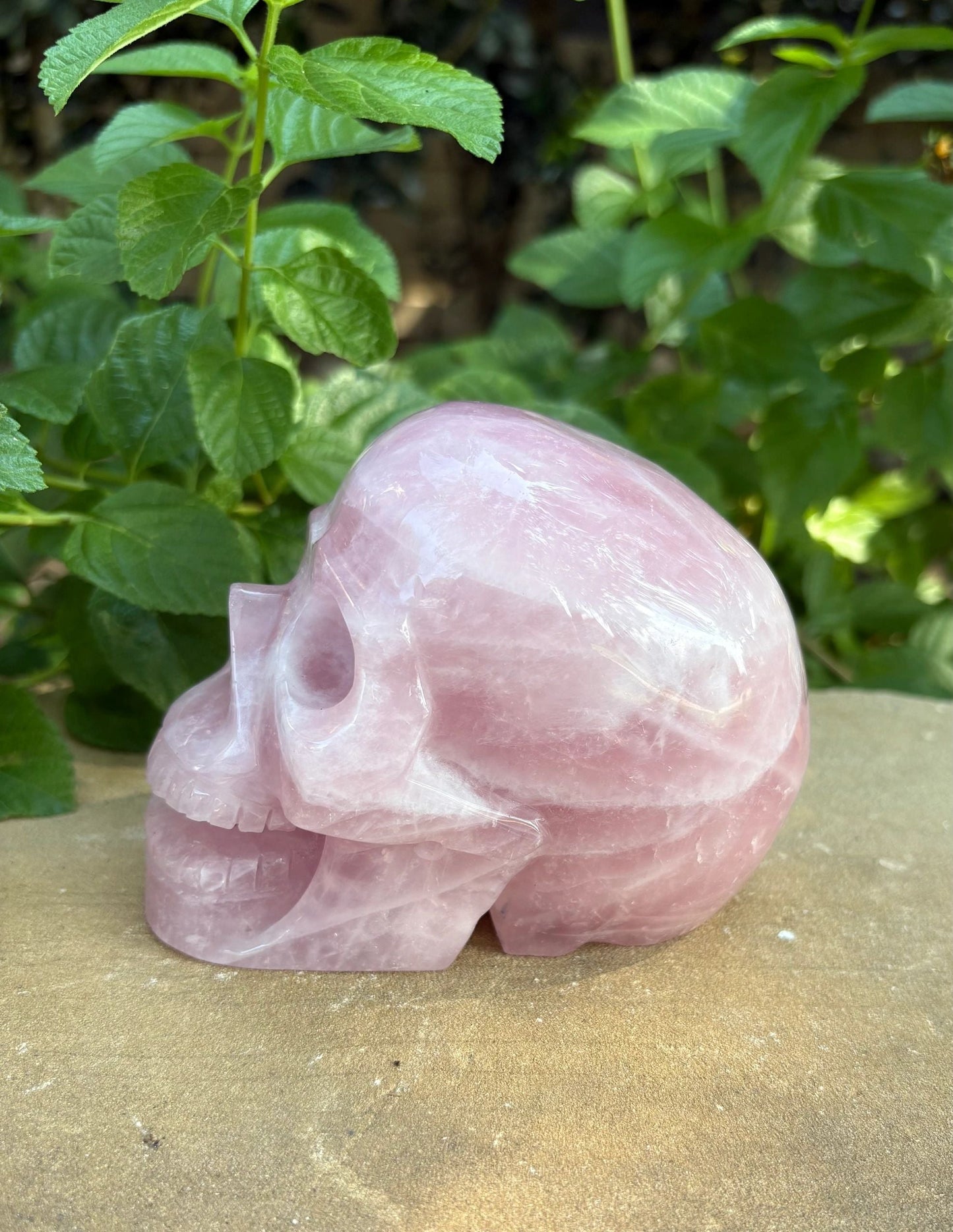 💗 2.44 lb. Madagascar Rose Quartz Skull – Love, Compassion & Cosmic Sass | 4.4"